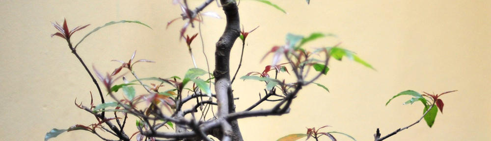 Blog Berita Themetrogarden Today
